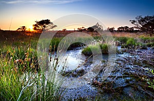 Sunset over swamps in summer