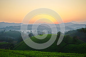 Sunset over tea plantations