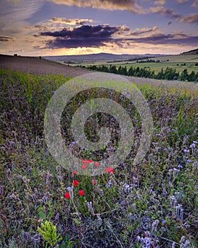 Sunset over thistles and poppies in the Meon Valley, Hampshire, UK