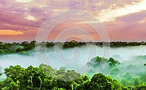 Sunset over the trees in the brazilian rainforest of Amazonas photo