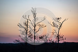 sunset over trees in forest