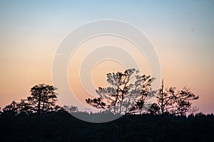 sunset over trees in forest