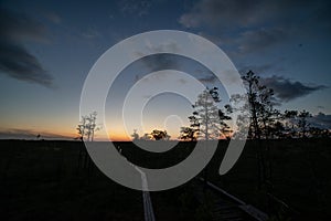 sunset over trees in forest