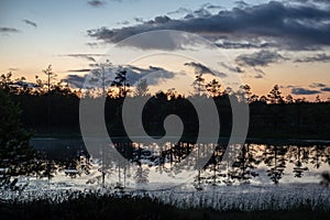 sunset over trees in forest