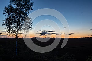 sunset over trees in forest
