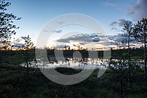 sunset over trees in forest