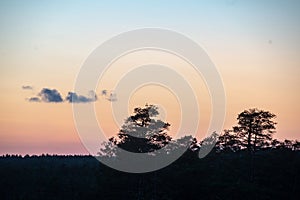 sunset over trees in forest