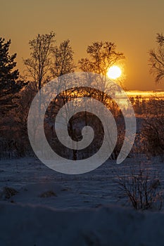 Sunset over the trees