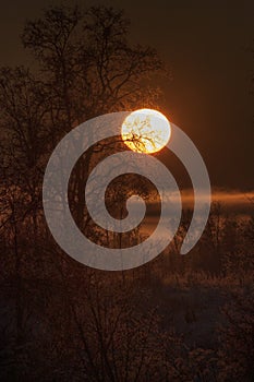 Sunset over the trees