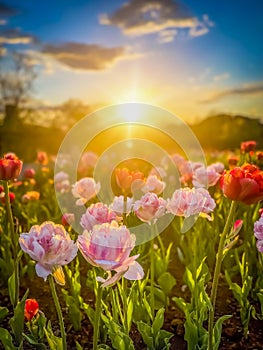 Sunset over tulips at the Canadian Tulip Festival, Ottawa, Ontario, Canada