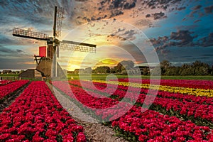 Sunset over a typical Dutch composition of a mill with flowering Tulips