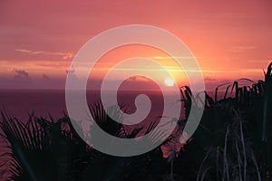 sunset over the Tyrrhenian sea with orange sky and palm trees