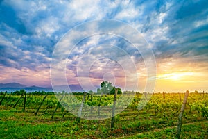 Sunset over vines in Kakheti region