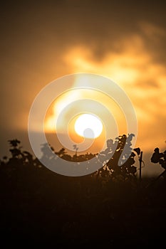 Sunset over vines in southern wine route in Rhineland-Palatinate