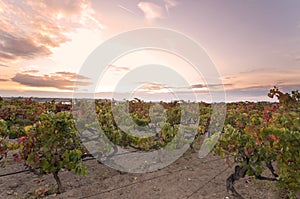 Sunset over vineyard