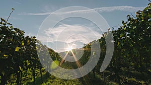 Sunset over Vineyard fields in Tuscany Italy. 4K time-lapse with clouds and sun passing by