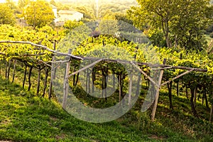 Sunset over vineyard