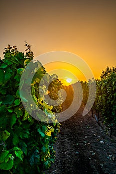 Sunset over the vineyard at South Moravia region, Czech republic. Traditional wine land. Colorful sunset, dramatic clouds