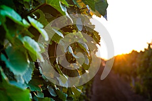 Sunset over the vineyard at South Moravia region, Czech republic. Traditional wine land. Colorful sunset, dramatic clouds