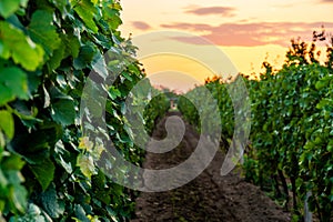 Sunset over the vineyard at South Moravia region, Czech republic. Traditional wine land. Colorful sunset, dramatic clouds