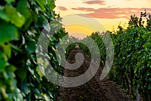 Sunset over the vineyard at South Moravia region, Czech republic. Traditional wine land. Colorful sunset, dramatic clouds