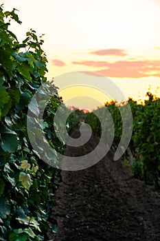 Sunset over the vineyard at South Moravia region, Czech republic. Traditional wine land. Colorful sunset, dramatic clouds