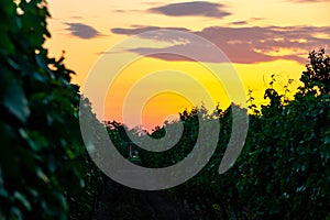 Sunset over the vineyard at South Moravia region, Czech republic. Traditional wine land. Colorful sunset, dramatic clouds