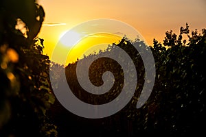 Sunset over the vineyard at South Moravia region, Czech republic. Traditional wine land. Colorful sunset, dramatic clouds