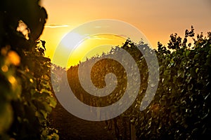 Sunset over the vineyard at South Moravia region, Czech republic. Traditional wine land. Colorful sunset, dramatic clouds