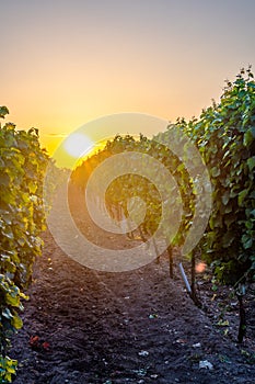 Sunset over the vineyard at South Moravia region, Czech republic. Traditional wine land. Colorful sunset, dramatic clouds