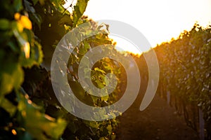 Sunset over the vineyard at South Moravia region, Czech republic. Traditional wine land. Colorful sunset, dramatic clouds