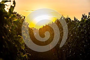 Sunset over the vineyard at South Moravia region, Czech republic. Traditional wine land. Colorful sunset, dramatic clouds