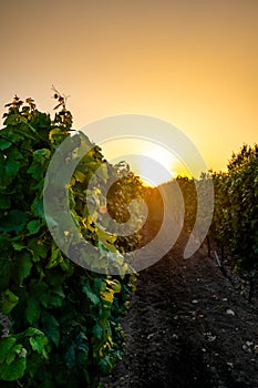 Sunset over the vineyard at South Moravia region, Czech republic. Traditional wine land. Colorful sunset, dramatic clouds