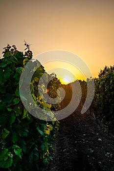 Sunset over the vineyard at South Moravia region, Czech republic. Traditional wine land. Colorful sunset, dramatic clouds