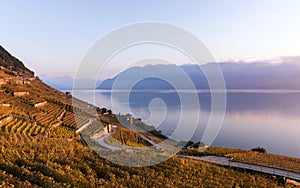 Tramonto Attraverso vigneti terrazze Ginevra un Alpi montagne 