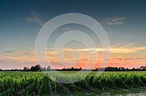 Sunset over the vineyards of Bordeaux.