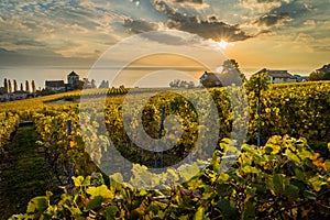 Sunset over vineyards in Lutry