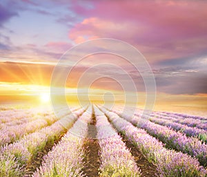 Sunset over a violet lavender field.