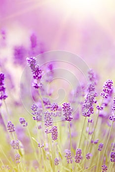 Sunset over a violet lavender field in Provence, France