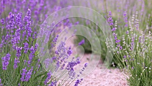 Sunset over a violet lavender field in Provence, France