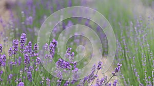 Sunset over a violet lavender field in Provence, France