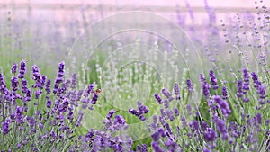 Sunset over a violet lavender field in Provence, France