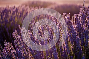 Sunset Over Violet Lavender Field in Turkey