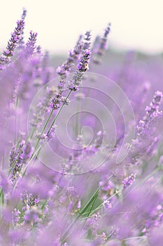 Sunset over a violet lavender field .Valensole lavender fields, Provence