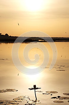 Sunset over a water lily in tengrela lake in burkina faso