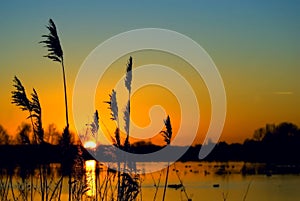 Sunset over wetland photo