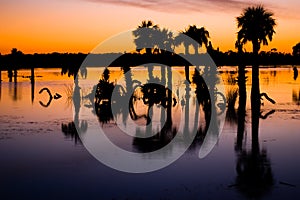 Sunset over wetlands photo