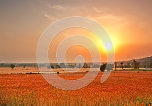 Sunset over wheat farm