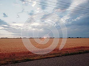 Sunset over wheat field