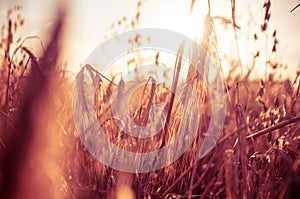 Sunset over wheat field